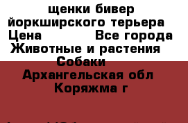 щенки бивер йоркширского терьера › Цена ­ 8 000 - Все города Животные и растения » Собаки   . Архангельская обл.,Коряжма г.